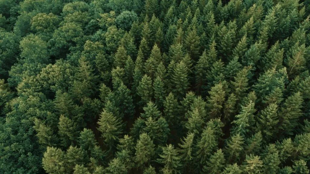 Flygfoto över tät grön skog