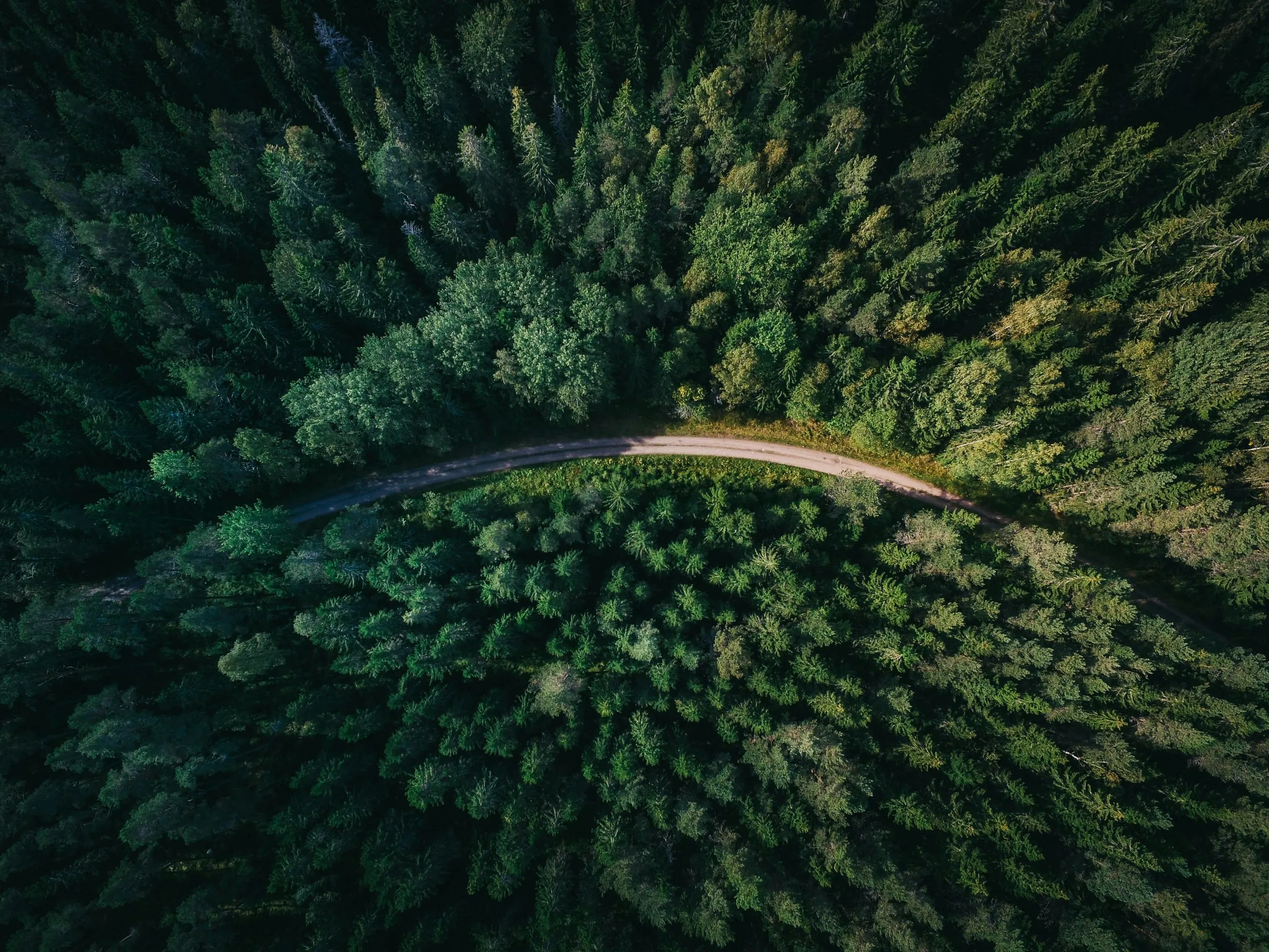 Flygfoto över tät skog