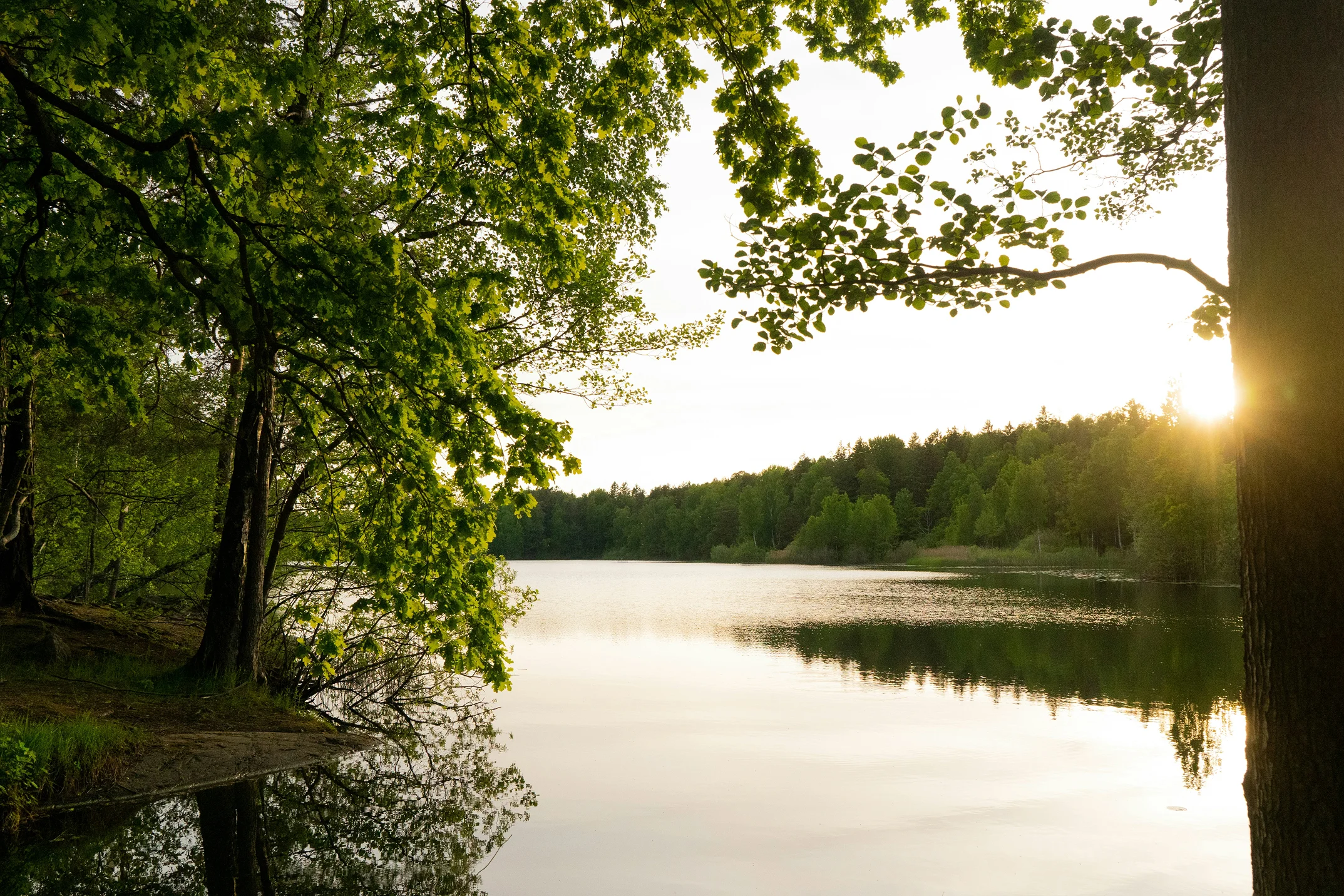 Solljus som silas mellan träd vid en sjö