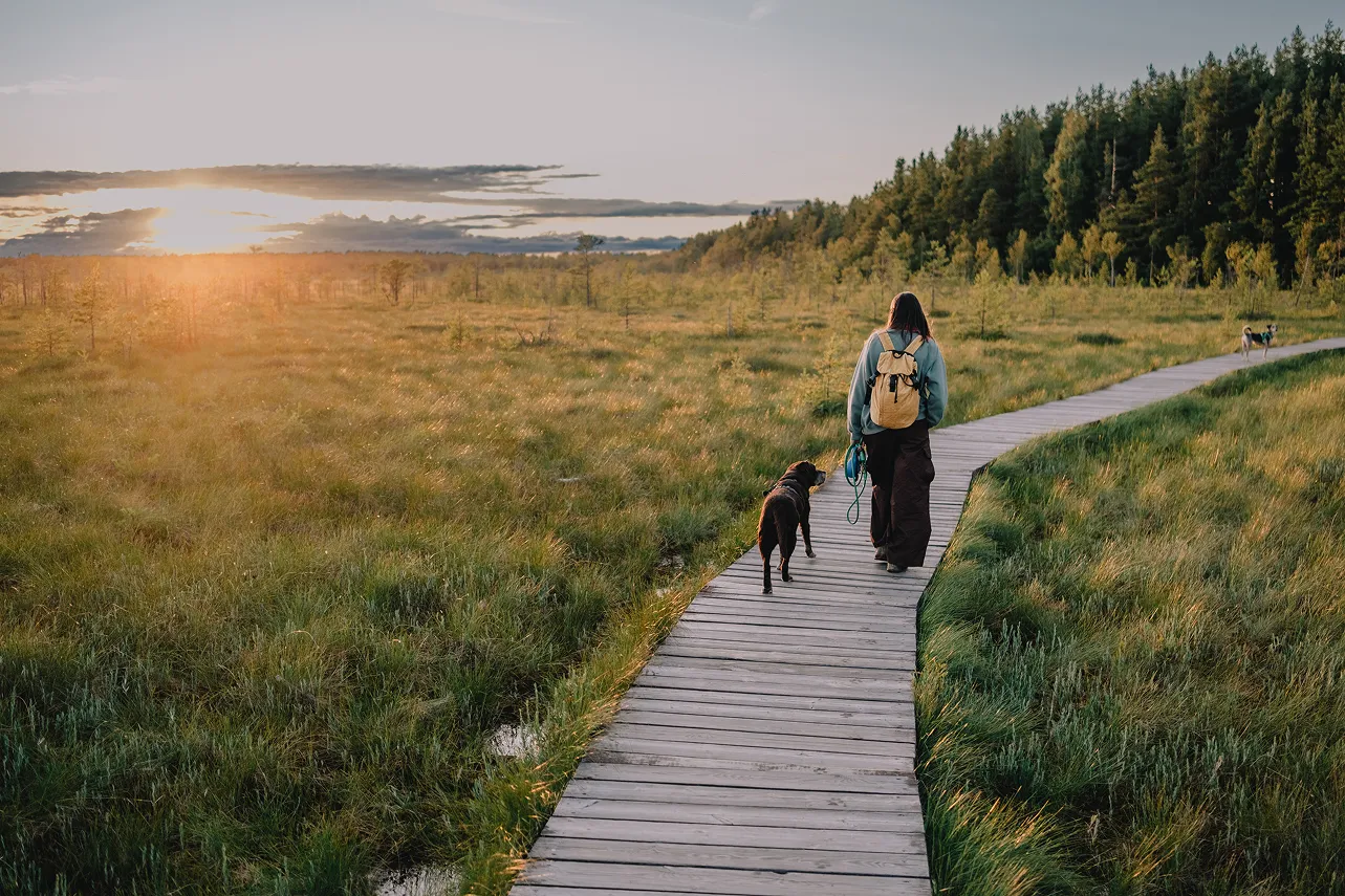 Person och hund som går på en spång genom ett landskap i solnedgång
